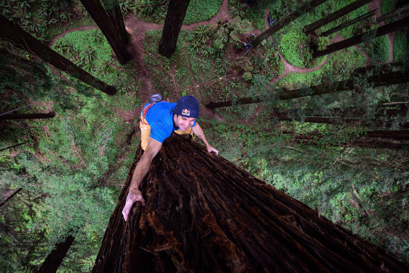 Illustration for article titled Watch This Guy Free Climb A Giant Redwood